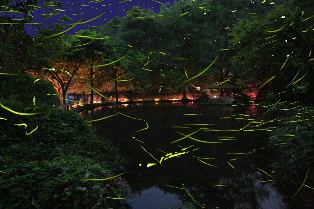 「ほたる観賞の夕べ」静岡県 大川温泉の竹ケ沢公園 img_100296_1 「ほたる観賞の夕べ」静岡県 大川温泉の竹ケ沢公園